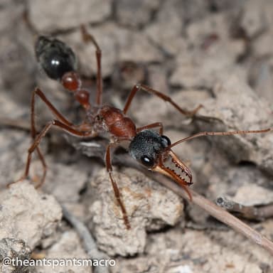 Myrmecia nigriceps photo 30