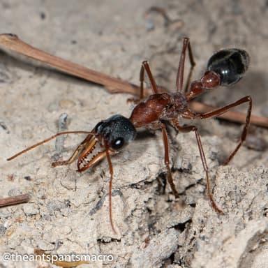 Myrmecia nigriceps photo 31