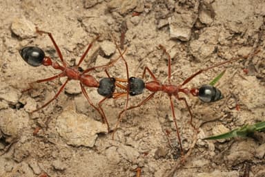 Myrmecia nigriceps photo 32