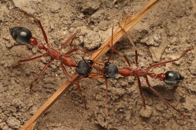 Myrmecia nigriceps photo 33