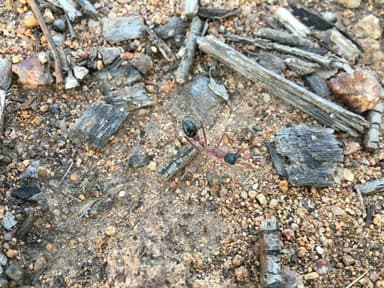 Myrmecia nigriceps photo 34