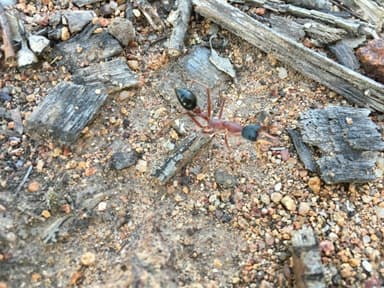 Myrmecia nigriceps photo 35