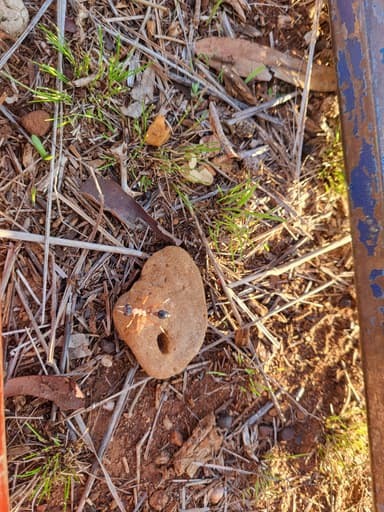 Myrmecia nigriceps — colony photo 36