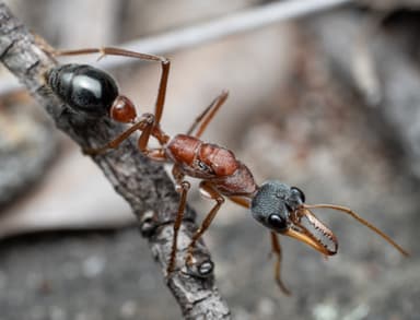 Myrmecia nigriceps — queen photo 38