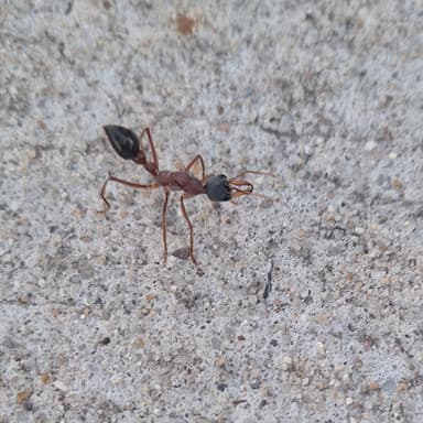 Myrmecia nigriceps photo 41