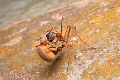 Myrmecia nigriceps photo 42