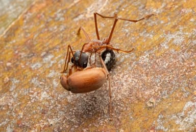 Myrmecia nigriceps photo 43
