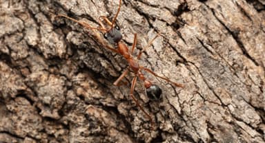 Myrmecia nigriceps photo 44