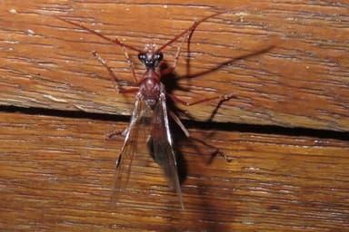 Myrmecia nigriceps photo 45