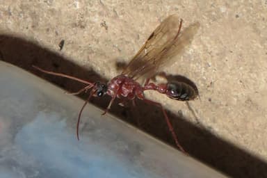 Myrmecia nigriceps photo 46