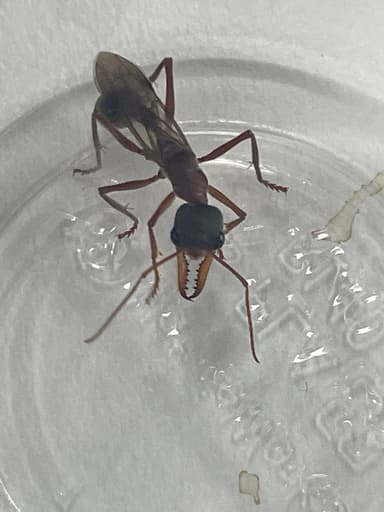 Myrmecia nigriceps photo 47