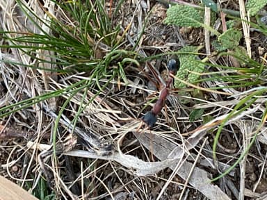 Myrmecia nigriceps photo 48