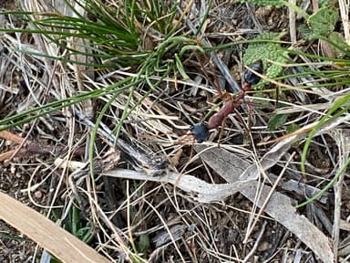 Myrmecia nigriceps photo 49