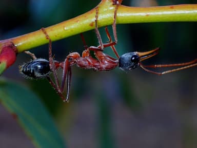 Myrmecia nigriceps photo 53
