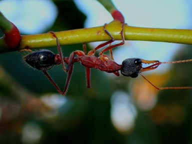 Myrmecia nigriceps photo 54