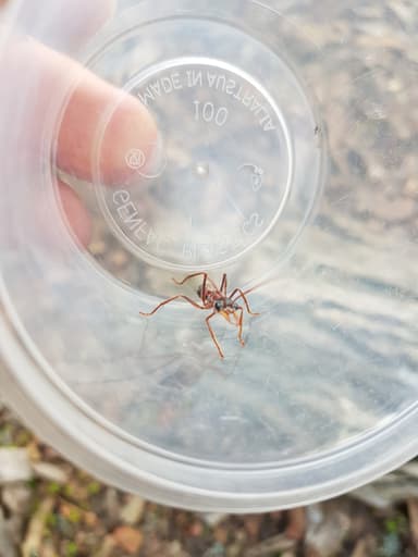 Myrmecia nigriceps photo 56