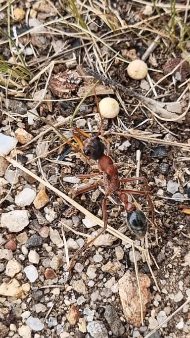 Myrmecia nigriceps photo 59