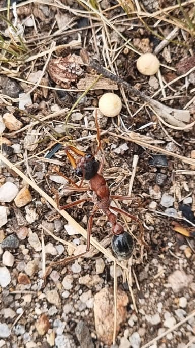 Myrmecia nigriceps photo 60