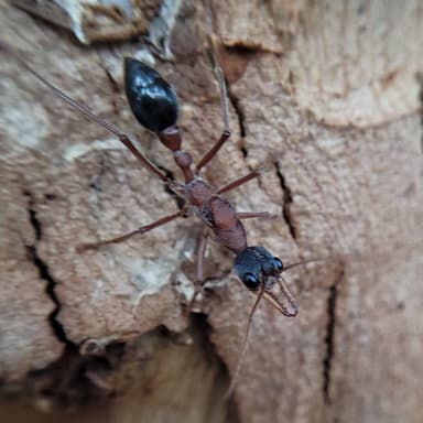 Myrmecia nigriceps — queen photo 61
