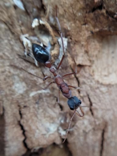 Myrmecia nigriceps — queen photo 62