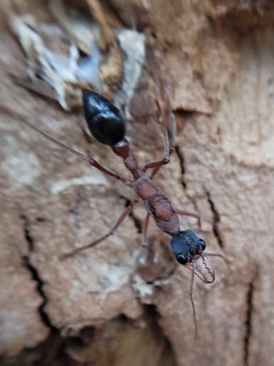 Myrmecia nigriceps — queen photo 63