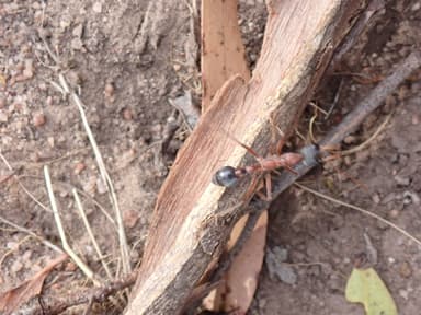 Myrmecia nigriceps photo 68