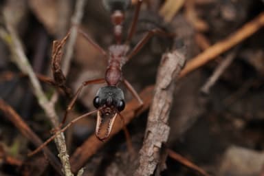 Myrmecia nigriceps photo 69
