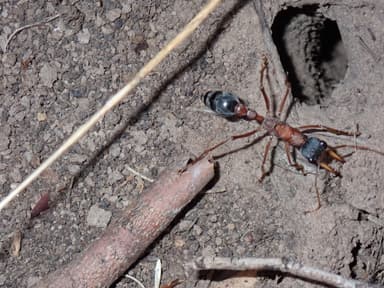 Myrmecia nigriceps photo 70