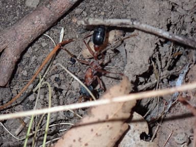 Myrmecia nigriceps photo 71