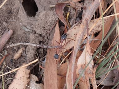 Myrmecia nigriceps photo 72
