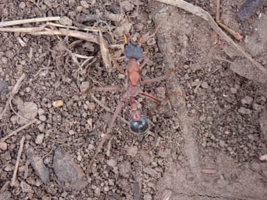 Myrmecia nigriceps photo 73