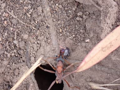 Myrmecia nigriceps photo 74