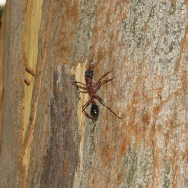 Myrmecia nigriceps photo 76