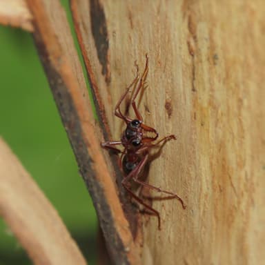 Myrmecia nigriceps photo 77