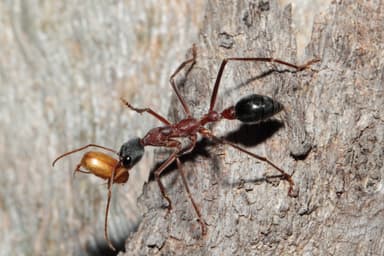 Myrmecia nigriceps photo 78