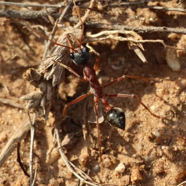 Myrmecia nigriceps photo 80