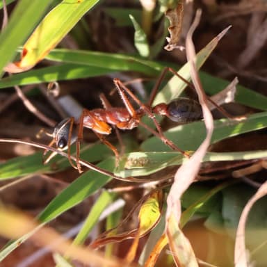 Myrmecia nigriceps photo 81