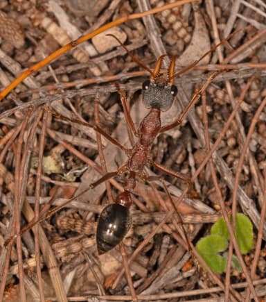 Myrmecia nigriceps photo 83