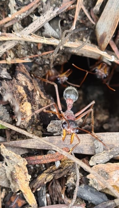 Myrmecia nigriceps photo 84
