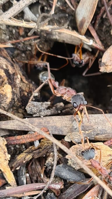 Myrmecia nigriceps photo 85