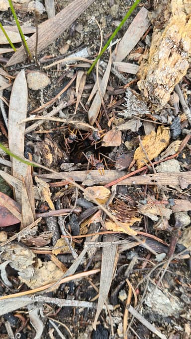 Myrmecia nigriceps photo 86
