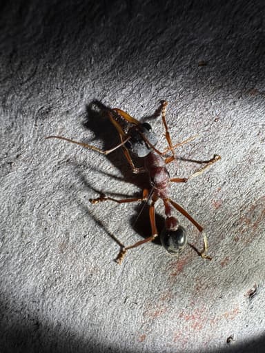 Myrmecia nigriceps — queen photo 87