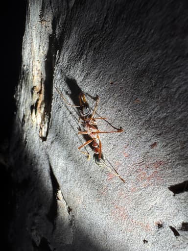 Myrmecia nigriceps — queen photo 88