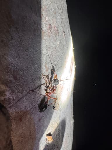 Myrmecia nigriceps — queen photo 90