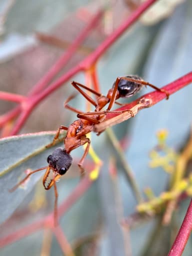 Myrmecia nigriceps photo 91