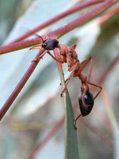Myrmecia nigriceps photo 92