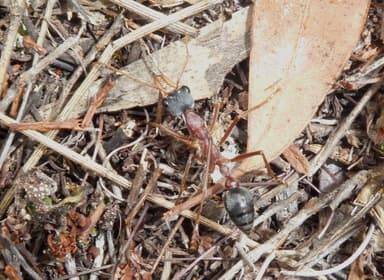 Myrmecia nigriceps — colony photo 94