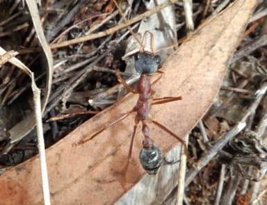 Myrmecia nigriceps — colony photo 95