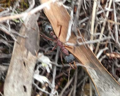 Myrmecia nigriceps — colony photo 96