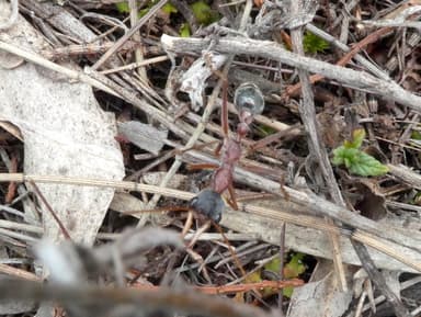 Myrmecia nigriceps — colony photo 97